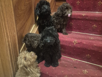 Cockapoo puppies 🐶