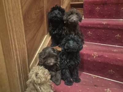Cockapoo puppies 🐶