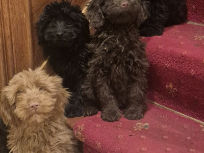 Cockapoo puppies 🐶