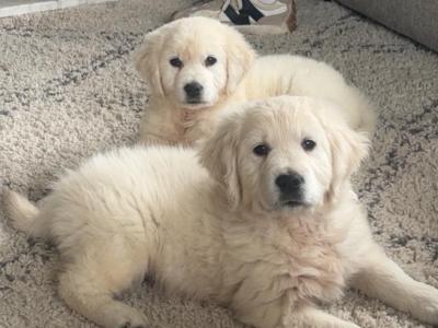 Golden Retriever pups male for sale