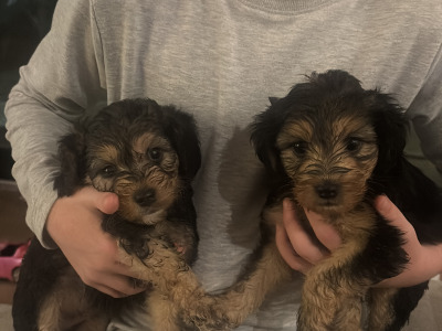 Two female Cavapoo x Beagle puppies in Monaghan