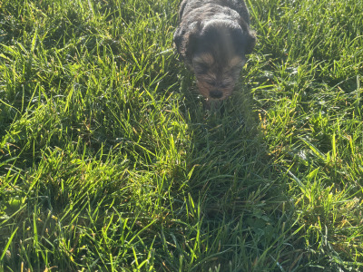 Two female Cavapoo x Beagle puppies in Monaghan