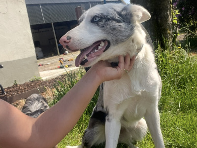 Female Blue Border Collie