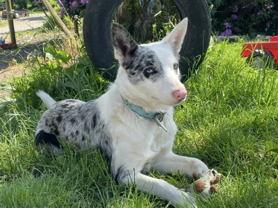 Female Blue Border Collie