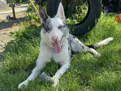 Female Blue Border Collie