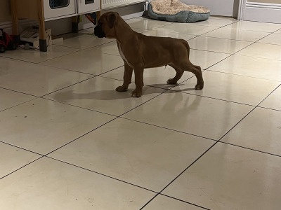 Beautiful Litter of Boxer puppies
