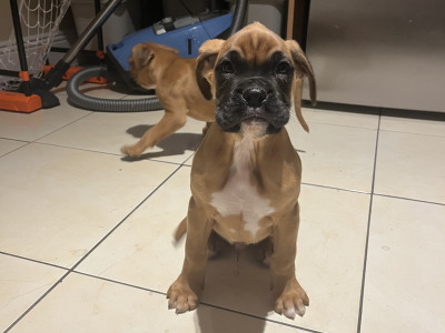 Beautiful Litter of Boxer puppies