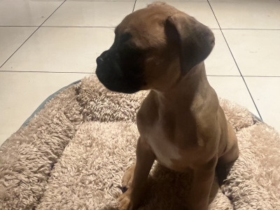 Beautiful Litter of Boxer puppies