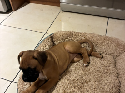 Beautiful Litter of Boxer puppies