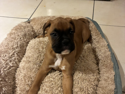 Beautiful Litter of Boxer puppies