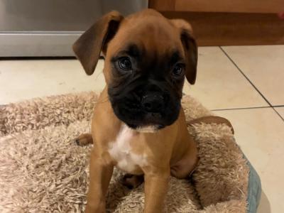 Beautiful Litter of Boxer puppies