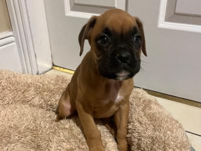 Beautiful Litter of Boxer puppies