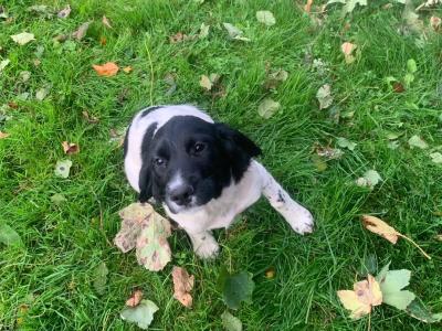 IKC Registered English Springer Spaniel puppies in Limerick