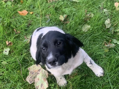 IKC Registered English Springer Spaniel puppies in Limerick