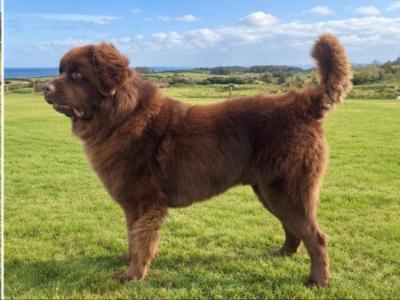 *BEAUTIFUL BROWN NEWFOUNDLAND STUD AVAILABLE – FULLY HEALTH TESTED*