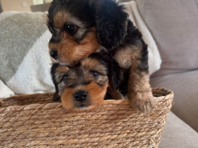 Two female Cavapoo x Beagle puppies in Monaghan