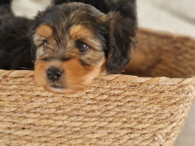 Two female Cavapoo x Beagle puppies in Monaghan