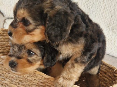 Two female Cavapoo x Beagle puppies in Monaghan