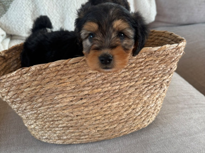 Two female Cavapoo x Beagle puppies in Monaghan