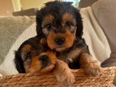 Two female Cavapoo x Beagle puppies in Monaghan