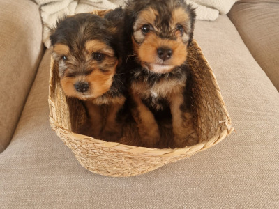 Two female Cavapoo x Beagle puppies in Monaghan