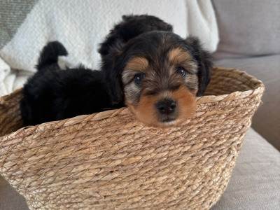 Two female Cavapoo x Beagle puppies in Monaghan