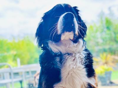 Archie is a handsome, friendly, beautifully marked IKC Registered Bernese Mountain Dog