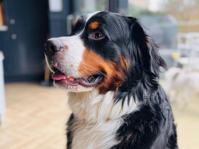 Archie is a handsome, friendly, beautifully marked IKC Registered Bernese Mountain Dog