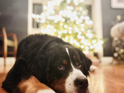 Archie is a handsome, friendly, beautifully marked IKC Registered Bernese Mountain Dog