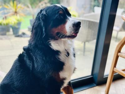 Archie is a handsome, friendly, beautifully marked IKC Registered Bernese Mountain Dog