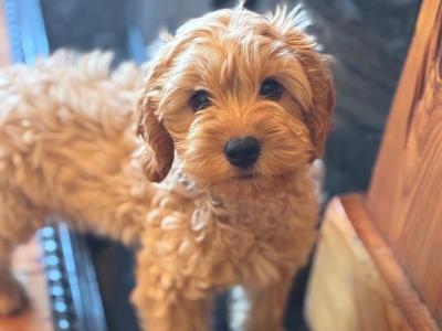 Beautiful Cockapoo puppy (male)