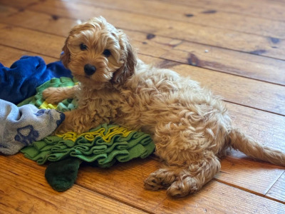 Beautiful Cockapoo puppy (male)