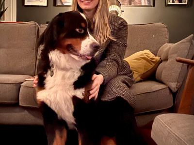 Archie is a handsome, friendly, beautifully marked IKC Registered Bernese Mountain Dog