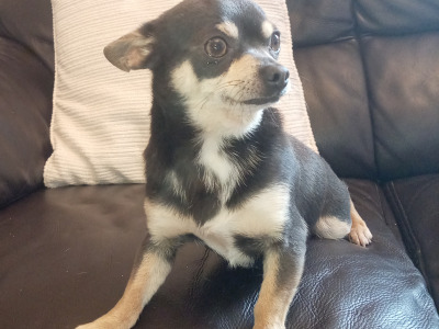 Max the Chihuahua