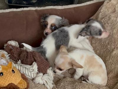 Beautiful Chihuahua x Dachshund puppies in West Limerick