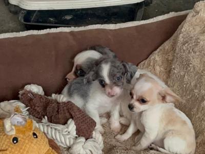 Beautiful Chihuahua x Dachshund puppies in West Limerick