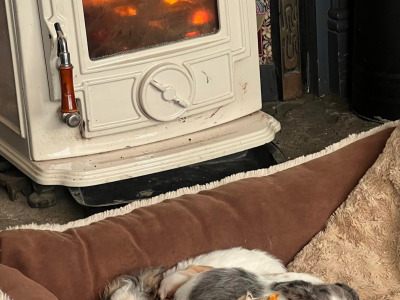 Beautiful Chihuahua x Dachshund puppies in West Limerick