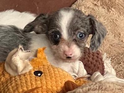 Beautiful Chihuahua x Dachshund puppies in West Limerick