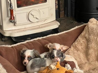 Beautiful Chihuahua x Dachshund puppies in West Limerick