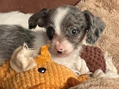 Beautiful Chihuahua x Dachshund puppies in West Limerick