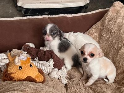 Beautiful Chihuahua x Dachshund puppies in West Limerick