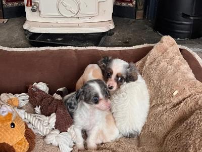 Beautiful Chihuahua x Dachshund puppies in West Limerick