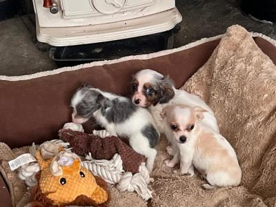 Beautiful Chihuahua x Dachshund puppies in West Limerick