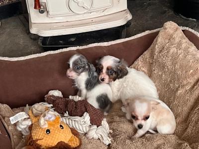 Beautiful Chihuahua x Dachshund puppies in West Limerick