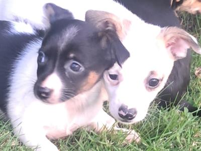 2 beautiful Jack Russell pups in Tipperary