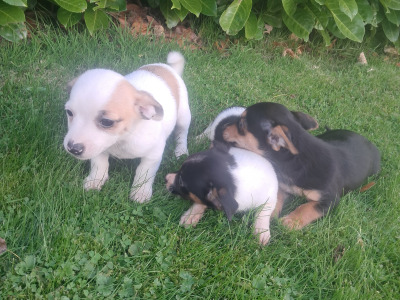 2 beautiful Jack Russell pups in Tipperary