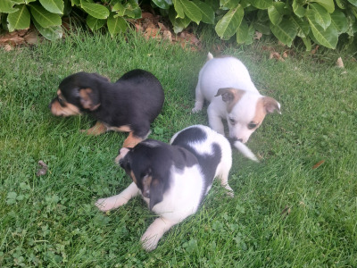 2 beautiful Jack Russell pups in Tipperary