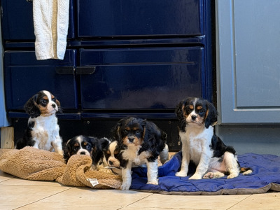 IKC Registered Cavalier King Charles Spaniel puppies in Wexford