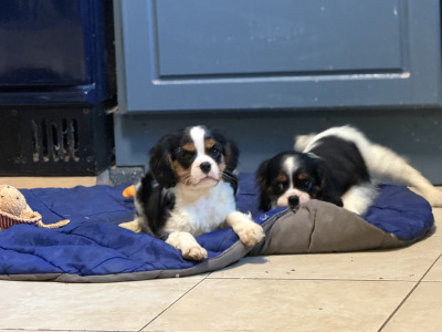 IKC Registered Cavalier King Charles Spaniel puppies in Wexford