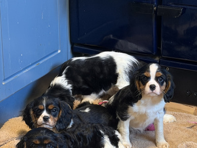 IKC Registered Cavalier King Charles Spaniel puppies in Wexford